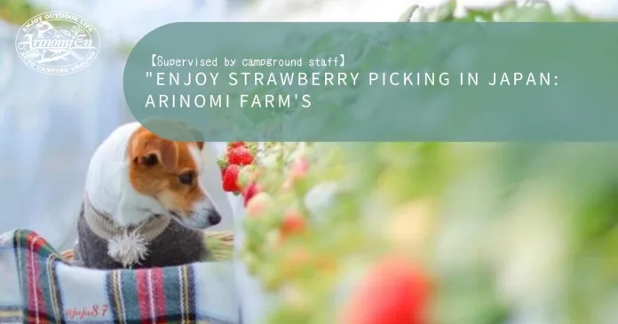 Enjoy Strawberry Picking in Japan: Arinomi Farm's