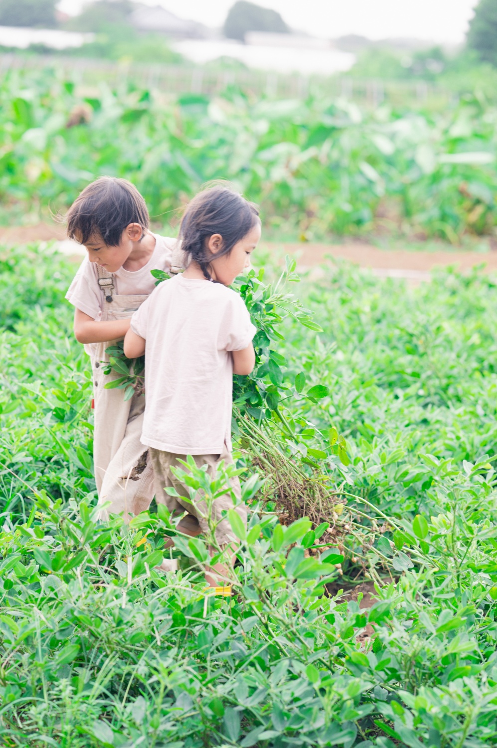 季節の収穫体験