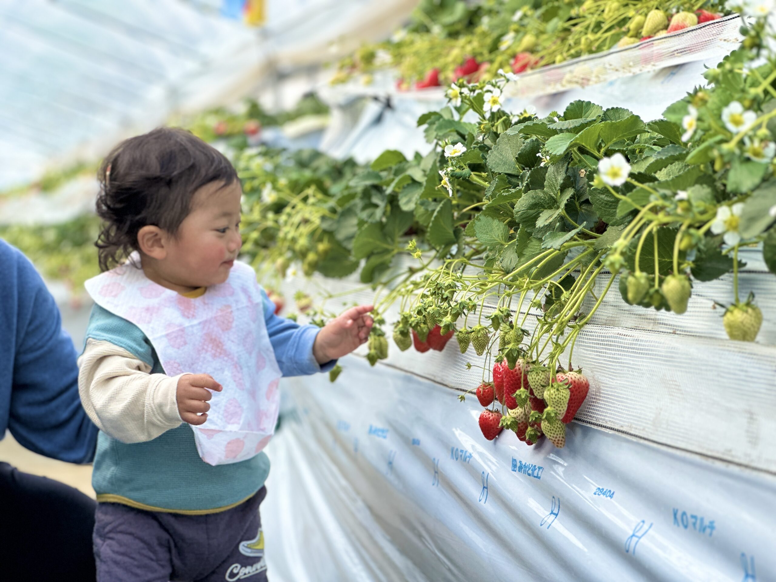 いちご狩り